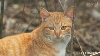 农村冬天的流浪猫橘猫咪对视